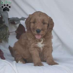 Harper, Goldendoodle Puppy